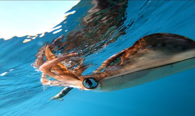 Things you need to know about squid fishing.